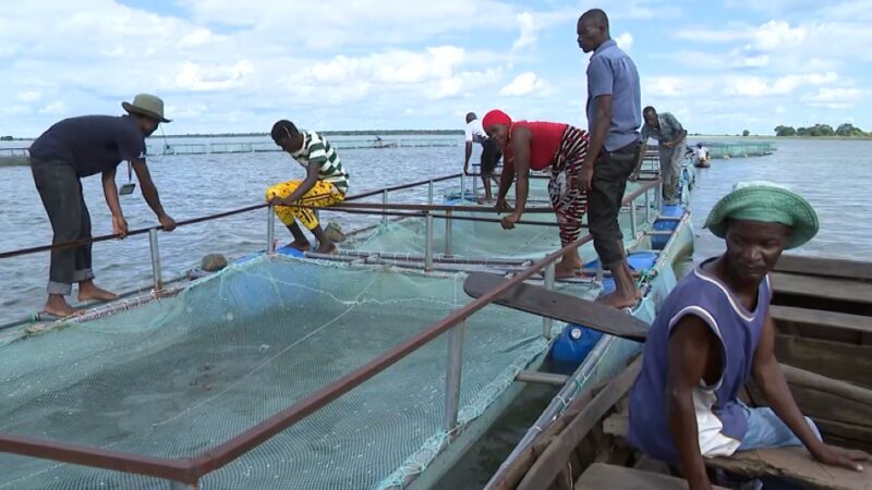 Aquacultura melhora condições de vida no Niassa – MozFlash24H