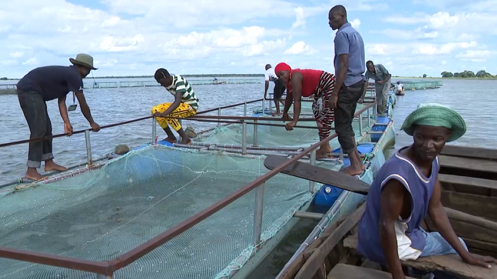 Aquacultura melhora condições de vida no Niassa – MozFlash24H