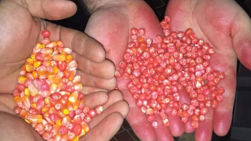 Acordo com Países Baixos apoiam fortalecimento do sector de sementes – MozFlash24H