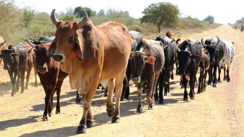 Moçambique volta a exportar gado bovino para o mercado internacional – MozFlash24H