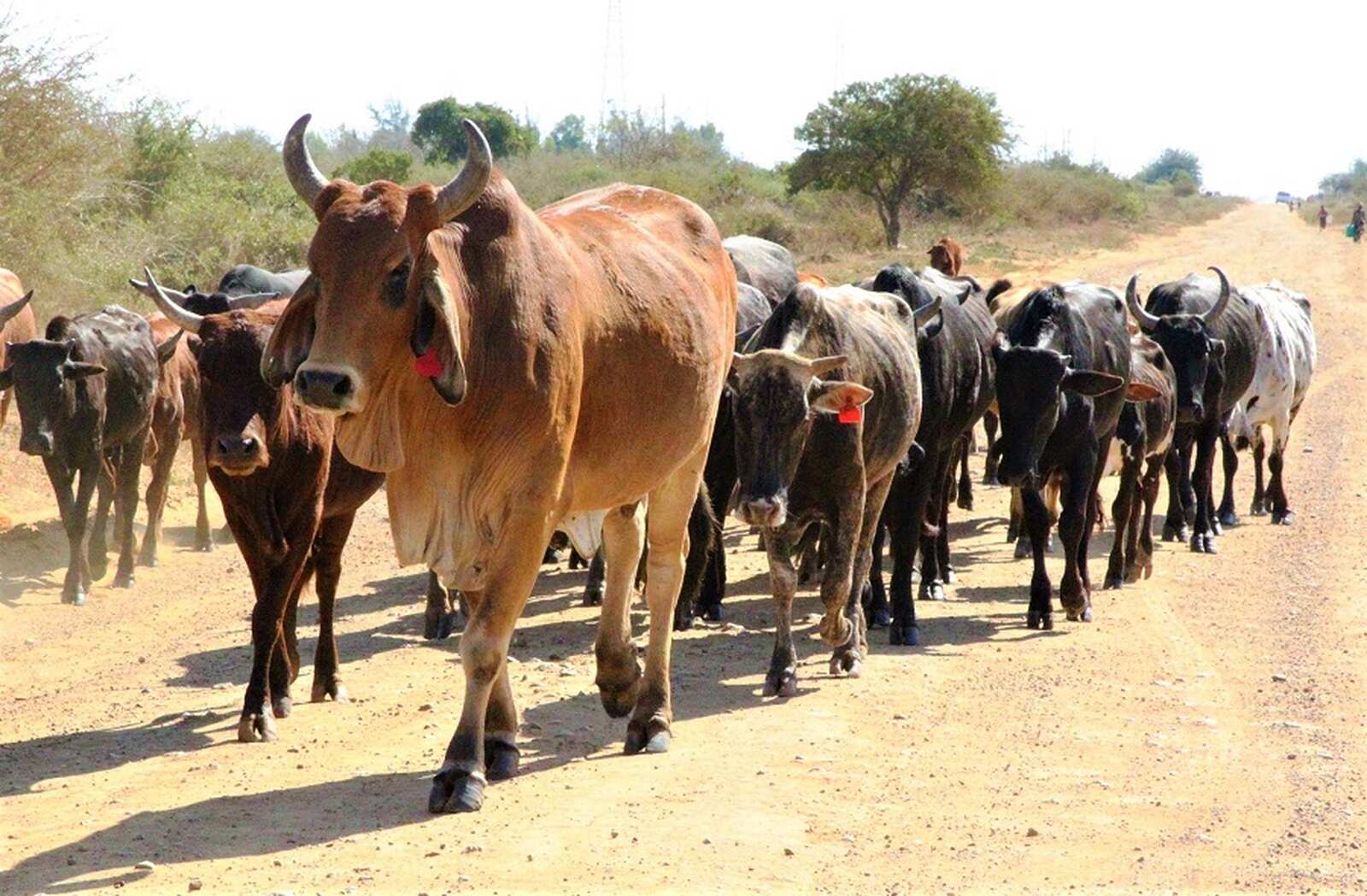 Moçambique volta a exportar gado bovino para o mercado internacional – MozFlash24H