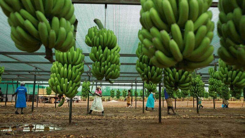 Estradas degradadas condicionam negócio de banana em Moamba e Namaacha – MozFlash24H