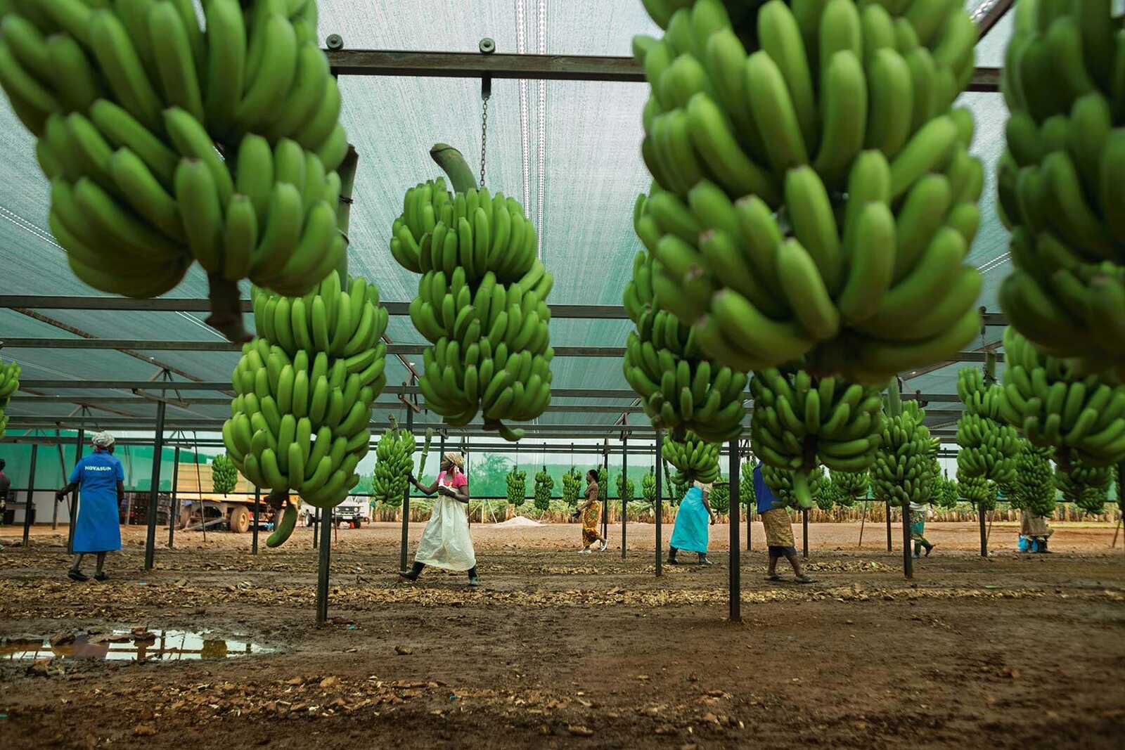 Estradas degradadas condicionam negócio de banana em Moamba e Namaacha – MozFlash24H